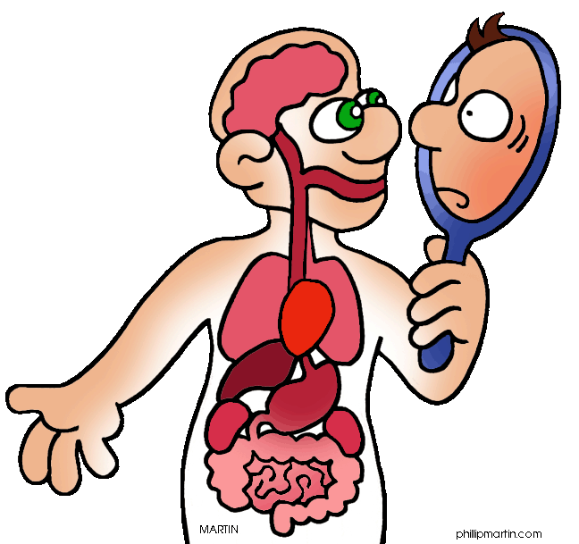 clipart of human tissue - photo #36